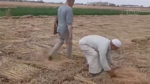 جريمة منتصف الليل، الكشف عن تفصيل جديدة في سرقة محصول القمح بالشرقية