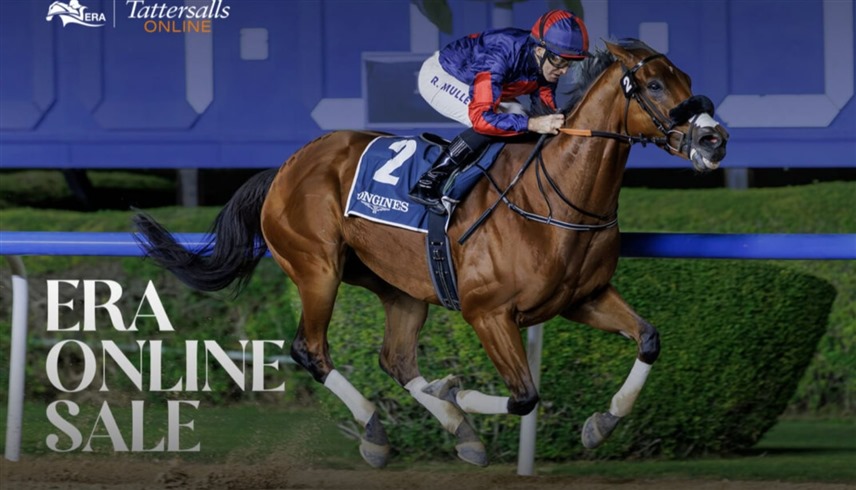 مشاركة 221 مزايداً عالمياً في مزاد هيئة الإمارات لسباق الخيل
