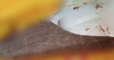 شوكولاتة محشوة بالكوكايين.. الإكوادور تحبط تهريب شحنة مخدرات لأوروبا