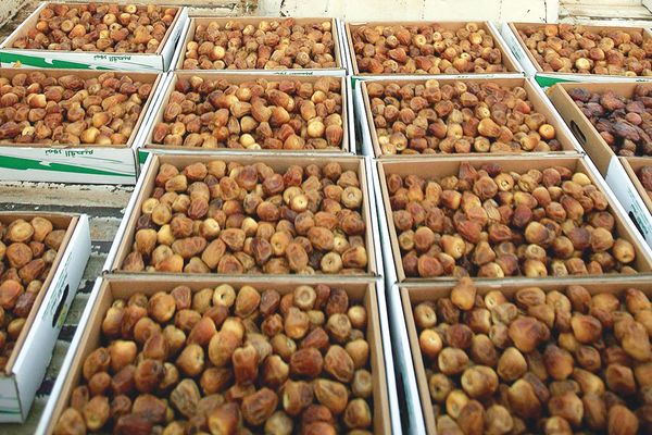 التوسع الزراعي رافد لدعم الأمن الغذائي وزيادة الصادرات غير النفطية