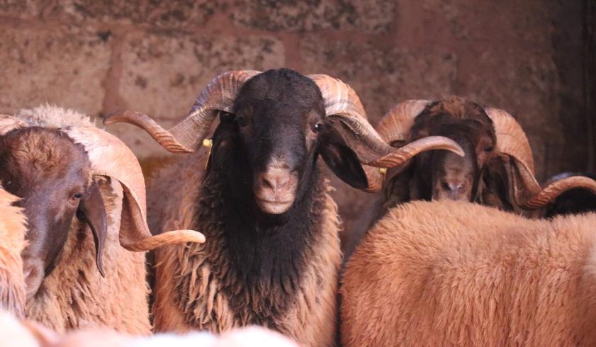 توقيع اتفاقية لتثمين سلالة "البركي" في الملتقى الدولي للفلاحة 2026