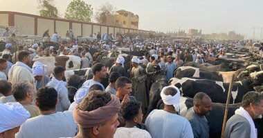 أسواق الماشية كاملة العدد فى الأقصر قبل دخول عيد الأضحى المبارك