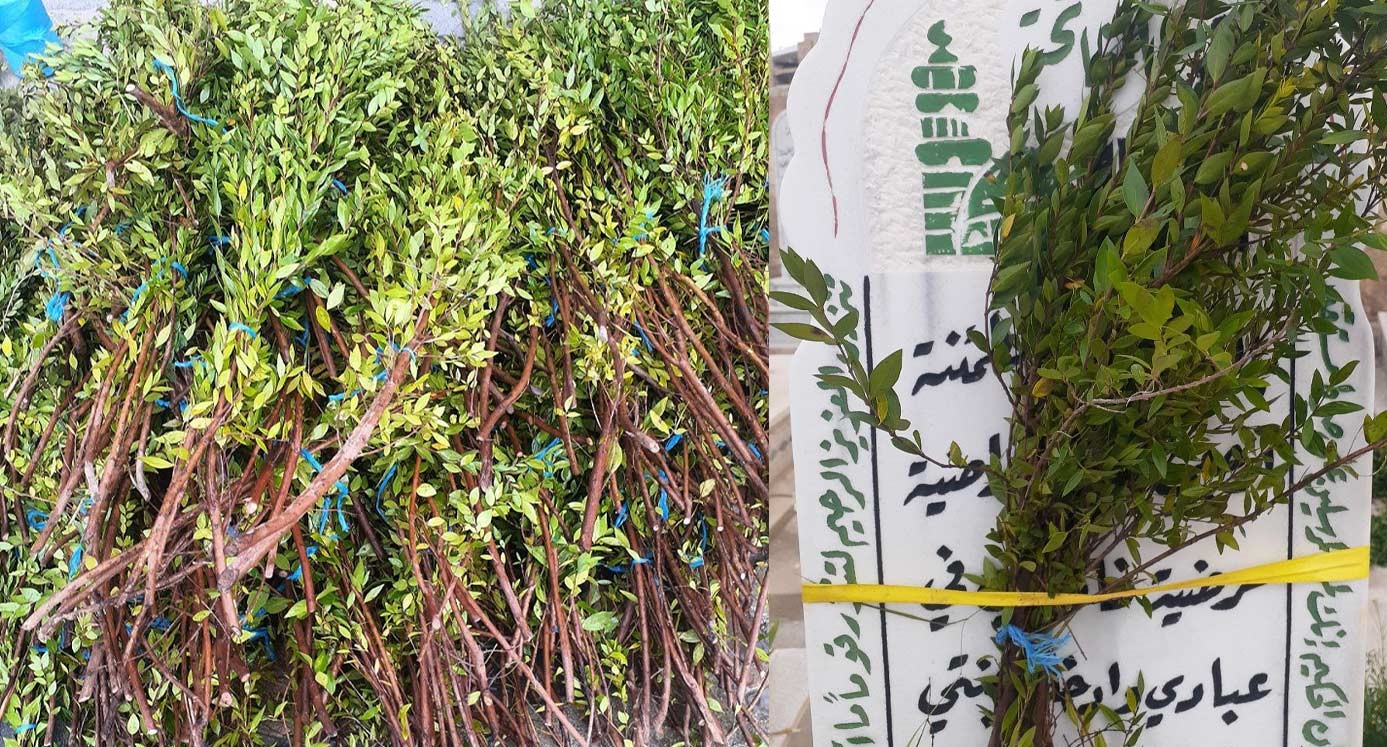 الريحان في المقابر السورية.. طقس العيد ومصدر رزق