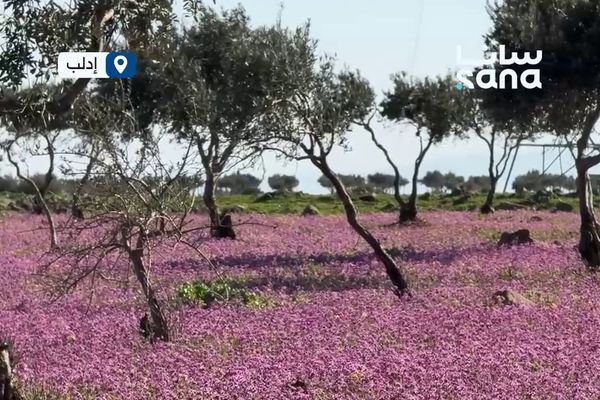 مشاهد من أجواء الربيع في جسر الشغور بريف إدلب