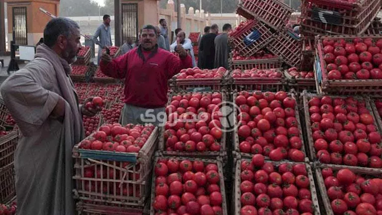 طرح الطماطم بأسعار مخفضة في المجمعات الاستهلاكية بسعر 20 جنيها للكيلو