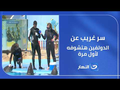 سر غريب عن الدولفين هتشوفه لأول مرة.. وريهام سعيد مش مصدقة