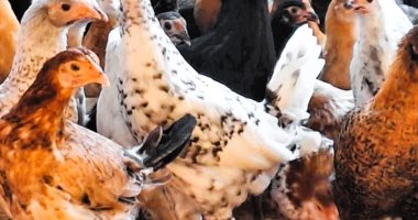 أسعار الدواجن في الأقصر اليوم السبت 4 أبريل 2026.. الفراخ البيضاء بـ91 جنيها