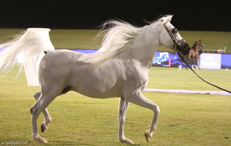 الخميس.. انطلاق بطولة خيل الجزيرة في ميدان الملك عبد العزيز