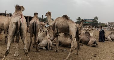 مزادات بيع وشراء الجمال.. مباشر من سوق دراو فى أسوان
