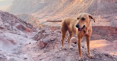 نقل شاب إلى المستشفى عقب إصابته بالسعار لتعرضه لعقر كلب بأوسيم