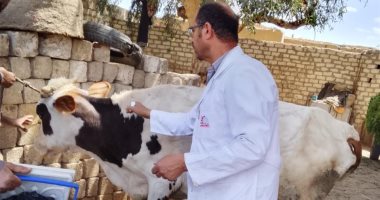 انطلاق الحملة القومية للتحصين ضد الحمى القلاعية ببنى سويف اليوم