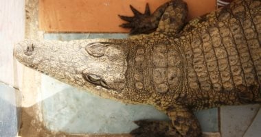 «تماسيح فى بيوت النوبة».. تراث قديم يتحول لمزار سياحى فريد.. أهالى غرب سهيل بأسوان يحولون مصدر الخوف إلى فضول كاميرات السائحين.. ويؤكدون: التمساح أصبح جزءًا من منظومة سياحة ثقافية متكاملة
