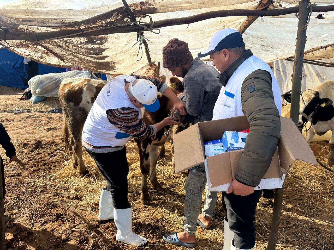 تدخلات ميدانية ومواكبة مجانية.. هيئة البياطرة تعلن نشر فرق بيطرية متنقلة لمواكبة الكسابة بالمناطق المنكوبة