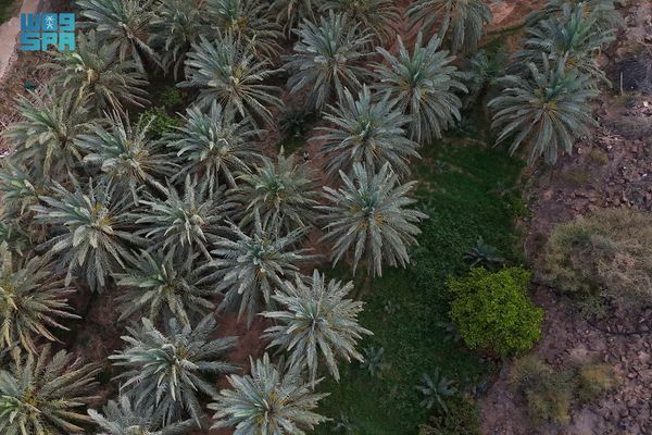 واحات شرق مكة .. تاريخ متجذر تصوغه المياه بين الحرّات
