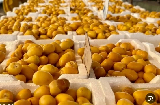 25 % ارتفاع صادرات التمور السعودية إلى الهند