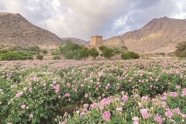 «الورد الطائفي» تنويع اقتصادي.. وقيمة مضافة للقطاع الزراعي