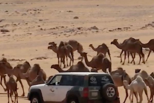 هيئة تطوير محمية الإمام عبدالعزيز بن محمد الملكية تشدد على منع الرعي دون تصريح