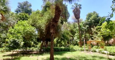 سيدة النخيل فى أسوان.. الدوليب كنز استوائى يجمع بين الغذاء والدواء والحرف اليدوية.. تروى تاريخا ممتدا من آسيا إلى ضفاف النيل.. واستُخدمت أوراقها فى كتابة النصوص المقدسة بالهند