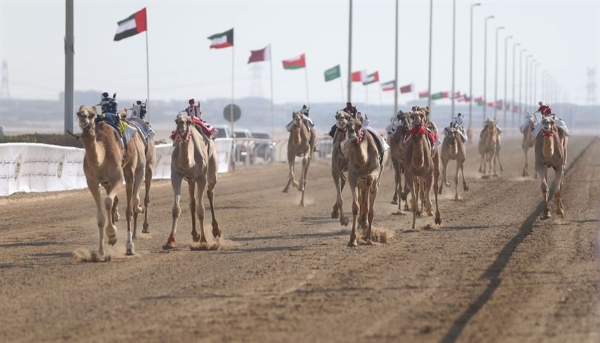 المهرجان الختامي السنوي لسباقات الهجن العربية الأصيلة ينطلق الخميس في الوثبة