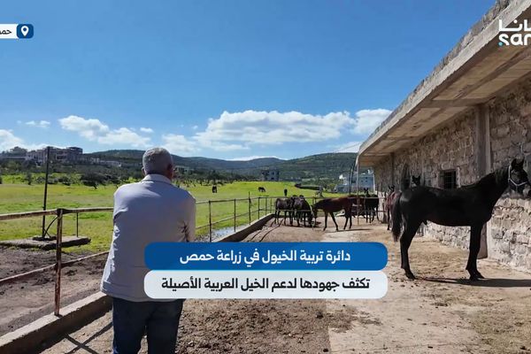 دائرة تربية الخيول في زراعة حمص تكثف جهودها لدعم الخيل العربية الأصيلة
