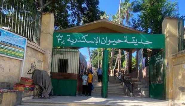 صغار الشمبانزي وزواحف نادرة.. نقل حيوانات لحديقة الإسكندرية قبل تهريبها للهند