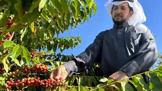 البيئة والمياه والزراعة: البن السعودي إرث وطني يتجاوز 1.3 مليون شجرة مثمرة ويعزز الأمن الغذائي