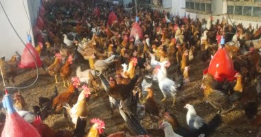 كيلو الفراخ بـ105 جنيهات.. أسعار الفراخ اليوم فى كفر الشيخ