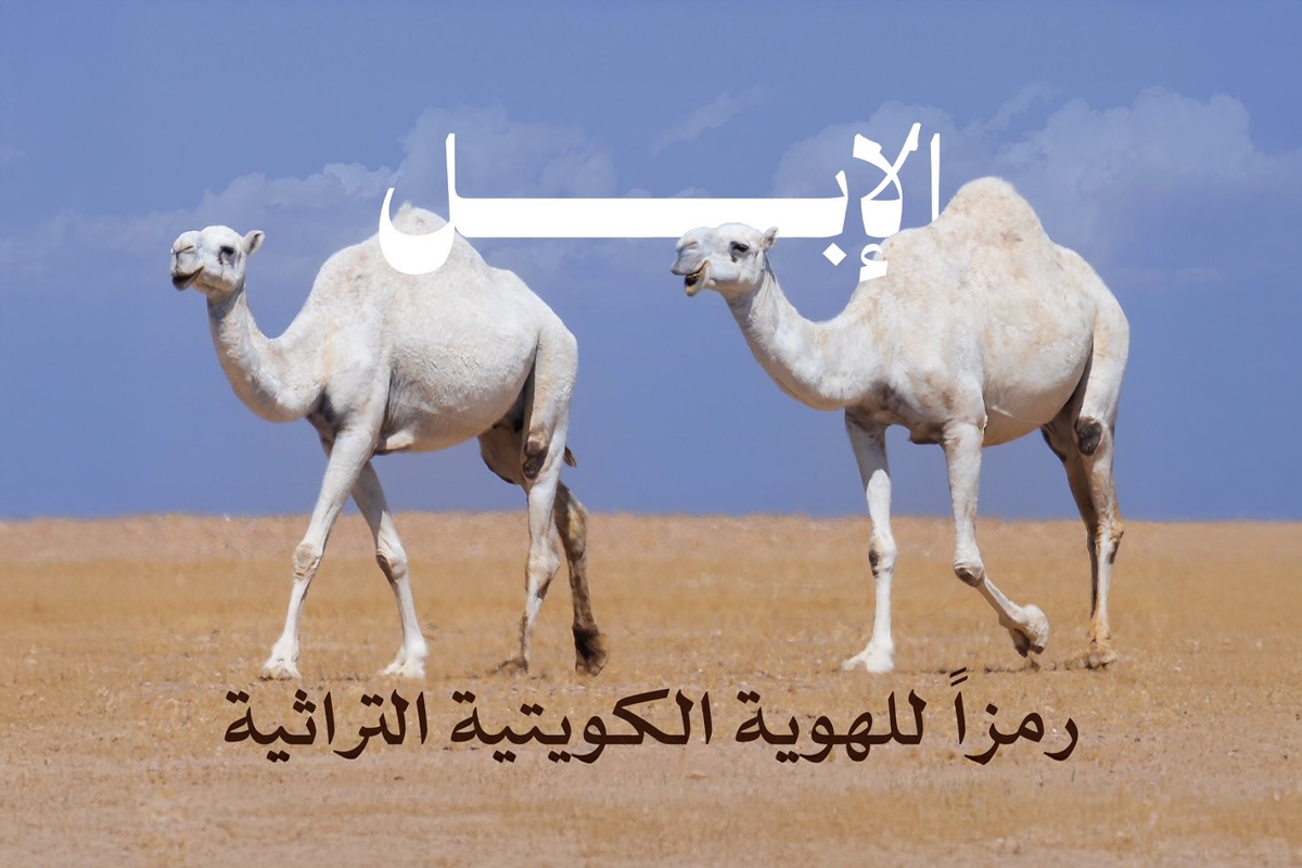 الشبعان: اعتماد الإبل هوية وطنية قرار يعزز الجذور الراسخة للهوية الكويتية