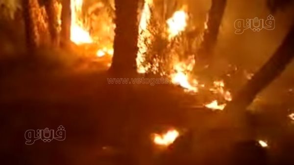 4 سيارات إطفاء تكافح حريقا اندلع بمزرعة نخيل في الوادي الجديد