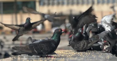 تجمعات كبيرة للحمام تجذب أنظار الجميع بميدان الشهداء فى بورسعيد