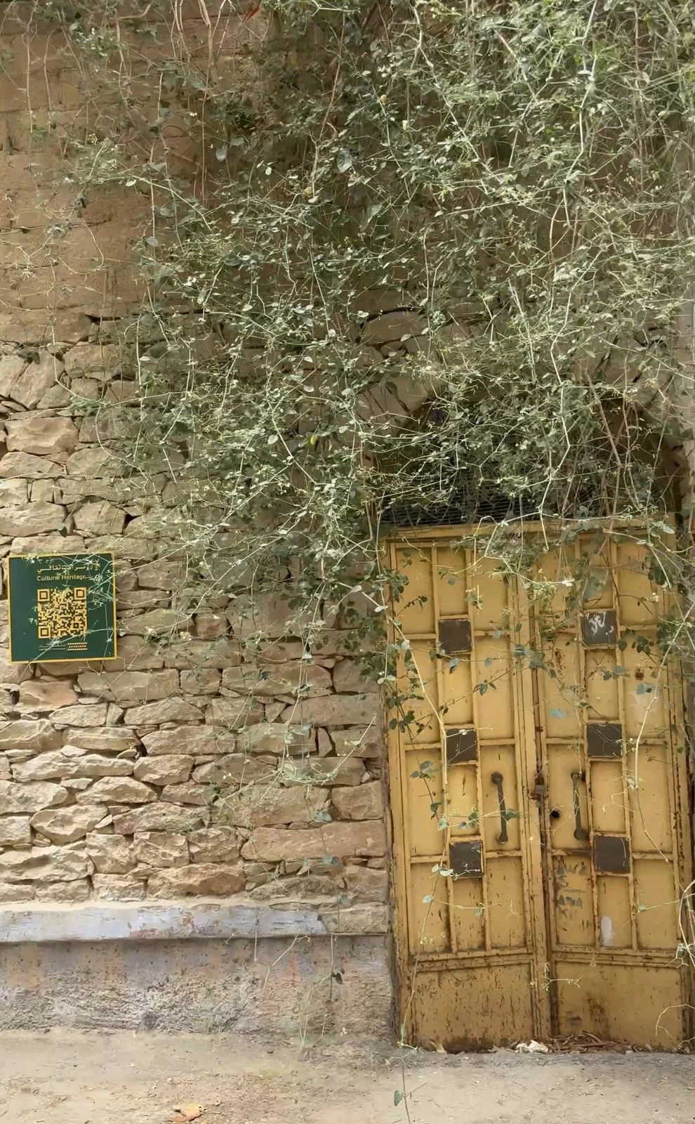 من باريس إلى الطائف.. «سيسيليا» تعيد اكتشاف سحر «الجدار و الورد»
