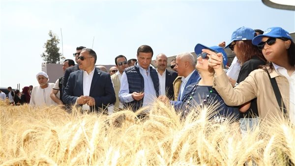 "معاك في الغيط"، 5 خطوات ذهبية من وزارة الزراعة لحصاد قمح بدون فاقد (فيديو)