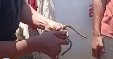 جارى البحث عن الكوبرا.. صيد 2 من الثعابين غير السامة فى قرية الفرافرة بالشرقية "فيديو"