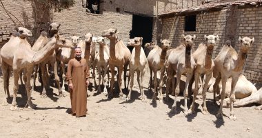 أضاحي العيد.. الجمال بأسعار مخفضة 30% بجمعية الإصلاح الزراعي فى الجوسق بالشرقية
