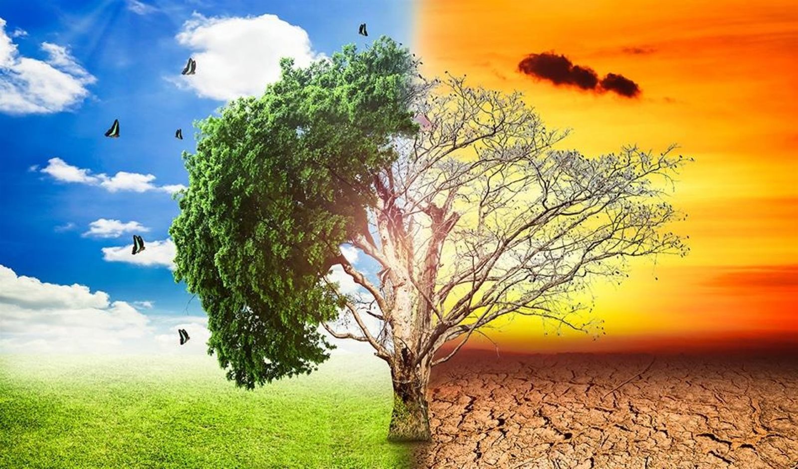 عبد المسيح سمعان: أكبر تحد يواجه الأرض هو التغيرات المناخية
