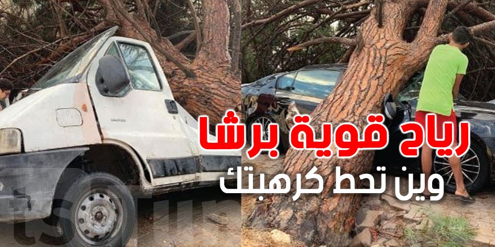 عاجل: من بينها تجنب ركن السيارات تحت الأشجار القديمة: هذه إجراءات السلامة في الرياح القوية