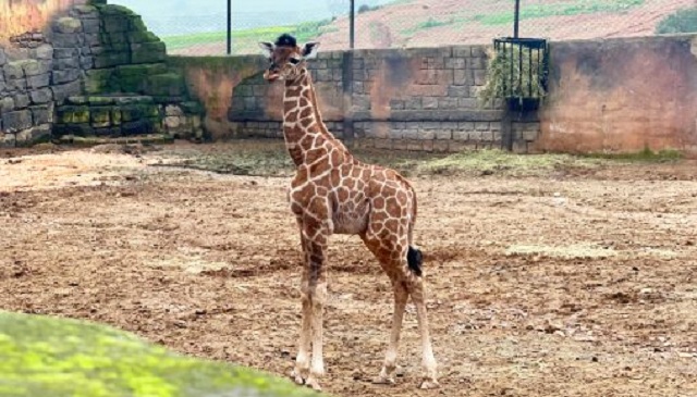 ولادة أول زرافة بالمغرب بحديقة الحيوانات ” Dream Village”