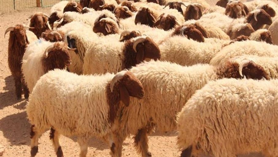 مطالب بإنشاء سوق للحلال في جرش لدعم قطاع الثروة الحيوانية