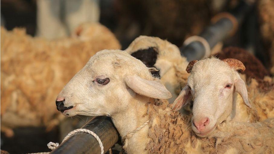 الأمانة تبدأ بمعالجة مواقع بيع الأضاحي