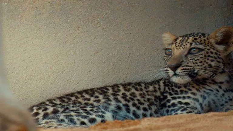 قصة بقاء صعبة.. لماذا يُعد النمر العربي من أكثر الحيوانات المهددة؟