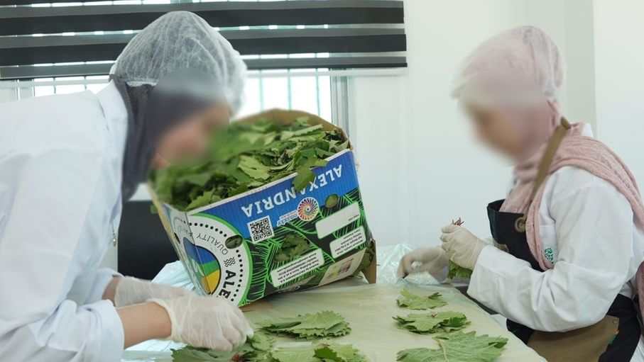 جرش.. موسم ورق العنب ينطلق وسط توسع ملحوظ بالمساحات المزروعة