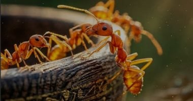 نمور النمل تنافس تهريب الأفيال ووحيد القرن.. والملكة الواحدة بـ1000 دولار