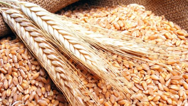 صناديق التحوط تراهن على صعود القمح بسبب أمريكا وحرب الشرق الأوسط