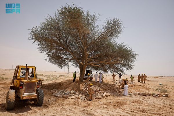 إعادة تأهيل شجرة طلح معمّرة في الدوادمي