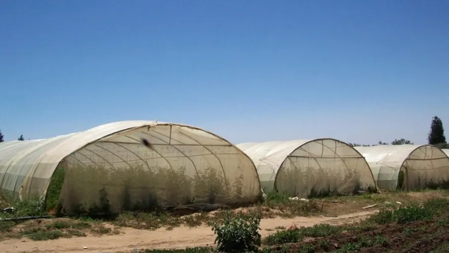 الزراعة والشباب: من البحث عن وظيفة إلى الاستثمار في المستقبل