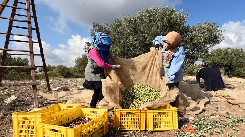 دراسة تكشف الفروق الكيميائية بين زيوت الزيتون الإيطالية وزيتون «بيشولين» المغربي