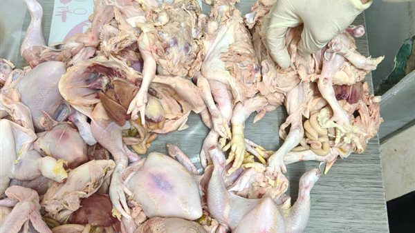 قبل بيعها للمواطنين، ضبط 71 دجاجة مصابة بأمراض خطيرة في بني سويف