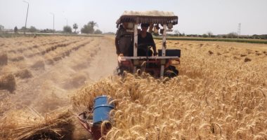 "الماكينة اللهلوبة.. تحصد وتربط الذهب الأصفر".. ماكينة الحصاد توفر الوقت والجهد والمال للمزارع وتحافظ على المحصول.. توفر عمالة 20 شخص فى الفدان الواحد وتحصد بربع التكلفة..