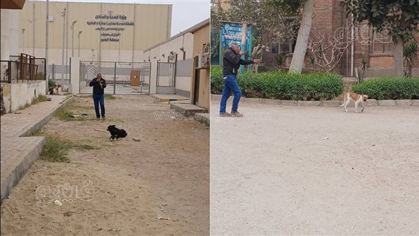 ذعر بين أهالي الإسماعيلية بعد نفوق 4 كلاب بشكل مفاجئ