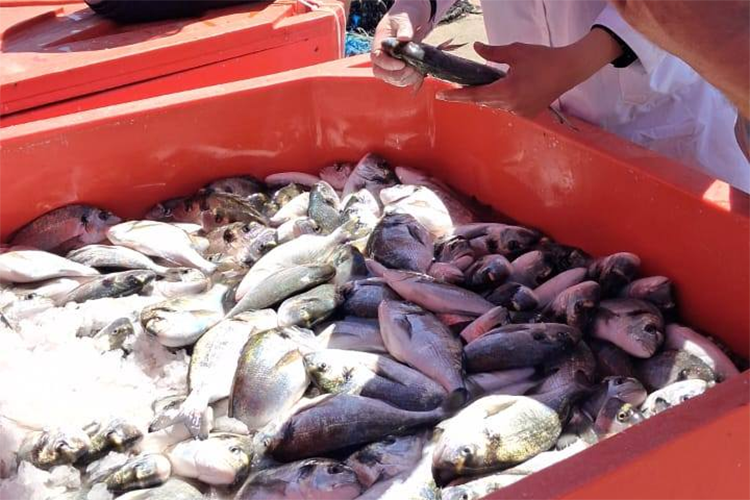 صادرات عين تموشنت من المنتجات السمكية تتخطى 600 ألف يورو